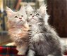 Familie Maine Coon-kittens beschikbaar. - 0 - Thumbnail
