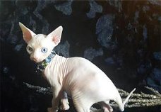 Mooie Sphynx Kittens.