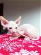 Sphynx Kittens beschikbaar - 0 - Thumbnail