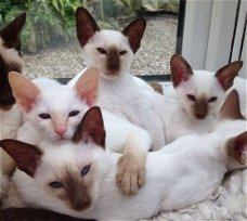 Oude stijl Siamese Kittens klaar voor een nieuw huis.