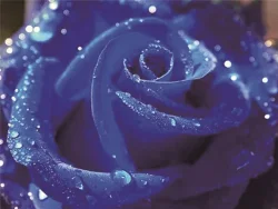 FULL diamond painting blue rose