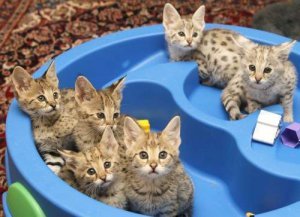 Geweldige Savannah Kittens. - 0