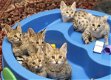 Geweldige Savannah Kittens. - 0 - Thumbnail