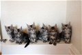 Uitstekende kwaliteit maine coon kittens. - 0 - Thumbnail