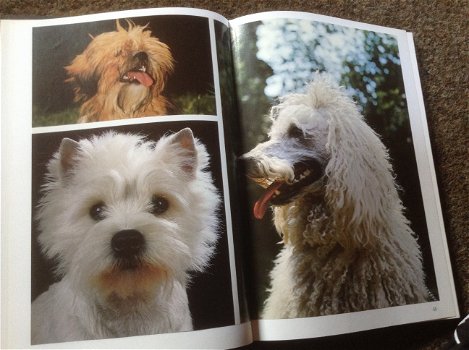 Boek van honden ,lieve en schattige huisdieren ,mensenvriend - 0