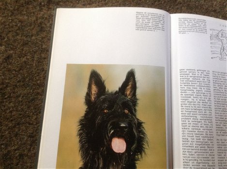 Boek van honden ,lieve en schattige huisdieren ,mensenvriend - 4