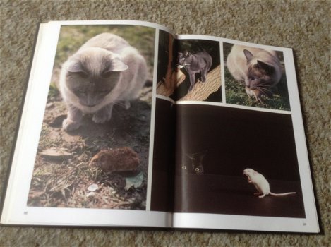 Een Boek van katten,lieve schattige huisdieren,slimme dieren - 0