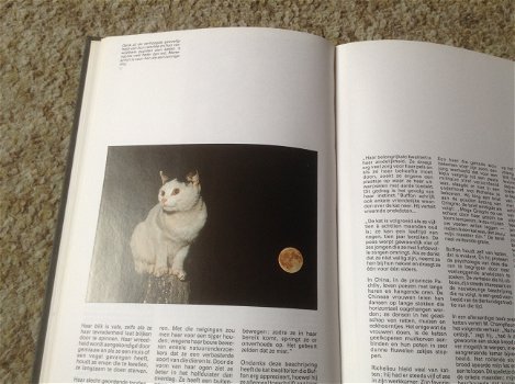 Een Boek van katten,lieve schattige huisdieren,slimme dieren - 1