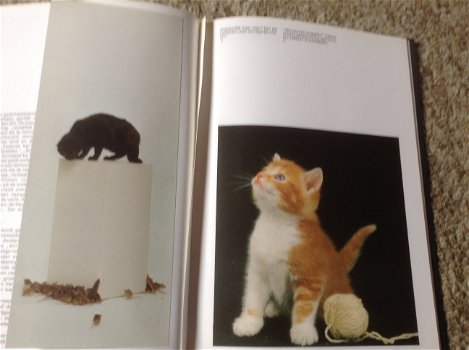 Een Boek van katten,lieve schattige huisdieren,slimme dieren - 4