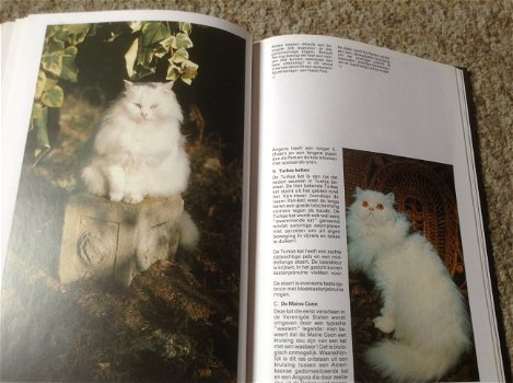 Een Boek van katten,lieve schattige huisdieren,slimme dieren - 5