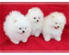 Mooie Pommeren puppy's - 0 - Thumbnail