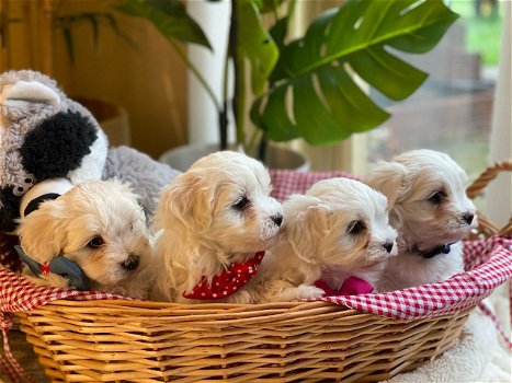 Mooie Maltipoo-puppy's - 0