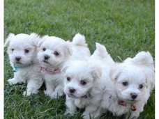 Prachtige Maltese puppy's