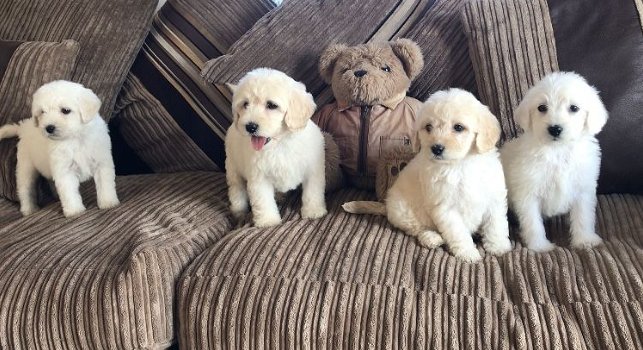 Prachtige Labradoodle-puppy's - 0