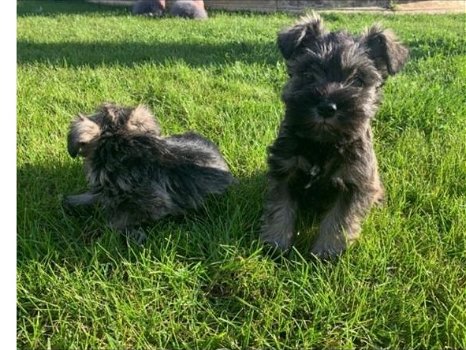 Schattige mannelijke en vrouwelijke Schnauzer-puppy's - 0