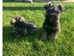 Schattige mannelijke en vrouwelijke Schnauzer-puppy's - 0 - Thumbnail