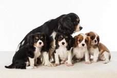 Schattige Cavalier Puppies