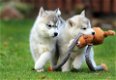 Leuke en schattige Siberische Husky-puppy's - 0 - Thumbnail