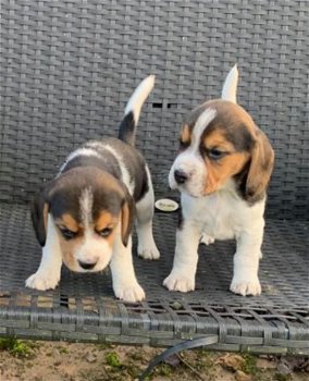Mooie beagle puppy's - 0