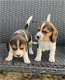 Mooie beagle puppy's - 0 - Thumbnail