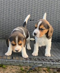 Mooie beagle puppy's