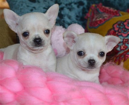 Chihuahua-puppy's te koop - 1