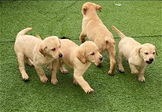 Labrador retriever pups te koop