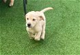 Labrador retriever pups te koop - 1 - Thumbnail
