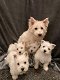 West Highland Terrier Puppies te koop - 0 - Thumbnail