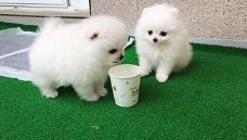 Mini Pommeren puppy's te koop
