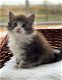 Stamboom Maine Coon Kittens - 0 - Thumbnail