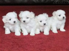 Mini Maltese Puppies Klaar om te vertrekken