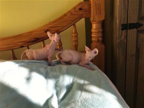 Sphynx kittens te koop - 0