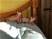 Sphynx kittens te koop - 0 - Thumbnail