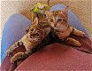 Verbluffende Savanna-kittens - 0 - Thumbnail