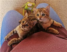 Verbluffende Savanna-kittens