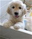 Golden Retriever-puppy's klaar - 2 - Thumbnail
