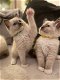 Verbluffende Ragdoll-kittens - 0 - Thumbnail