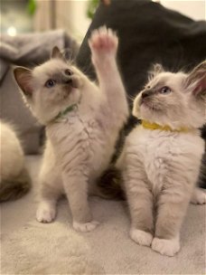 Verbluffende Ragdoll-kittens