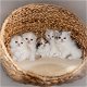 Scottish Fold-kittens - 0 - Thumbnail