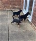 Rottweiler-puppy's te koop - 0 - Thumbnail