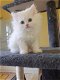 Perzische kittens te koop - 0 - Thumbnail