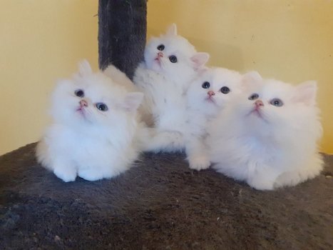Perzische kittens te koop - 1