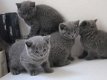 Brits korthaar kittens te koop - 1 - Thumbnail