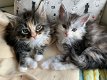 Mooie Maine Coon-kittens te koop - 0 - Thumbnail