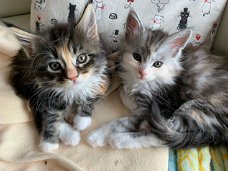 Mooie Maine Coon-kittens te koop