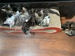 Mooie Maine Coon-kittens te koop - 2 - Thumbnail