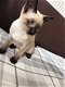 Siamese Kittens beschikbaar - 0 - Thumbnail