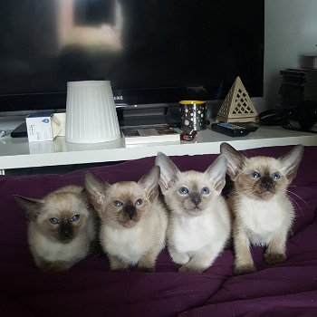 Siamese Kittens beschikbaar - 1