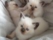 Verbluffende Ragdoll-kittens nu klaar - 1 - Thumbnail